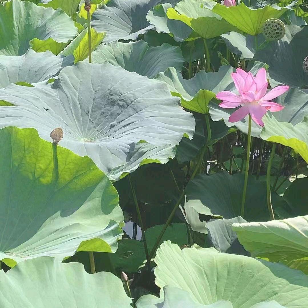 花漾🌈