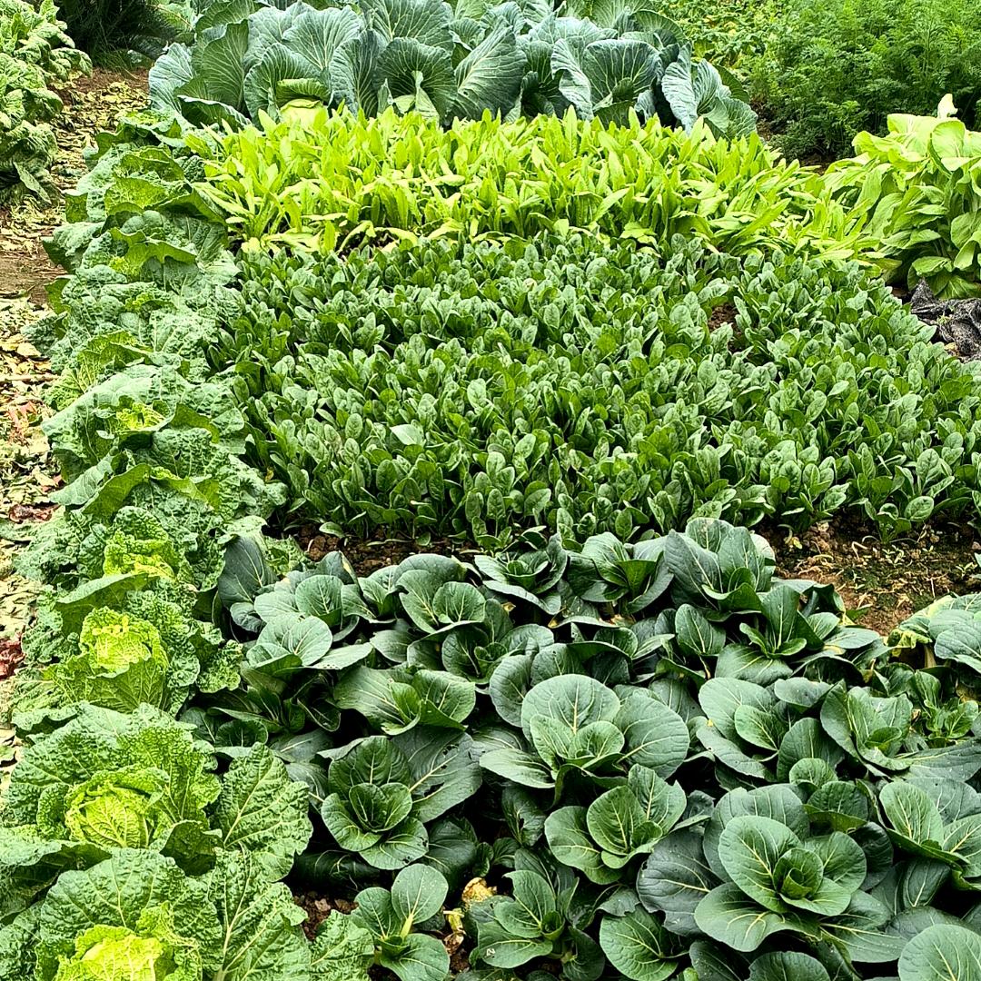 亲子田园家庭农场