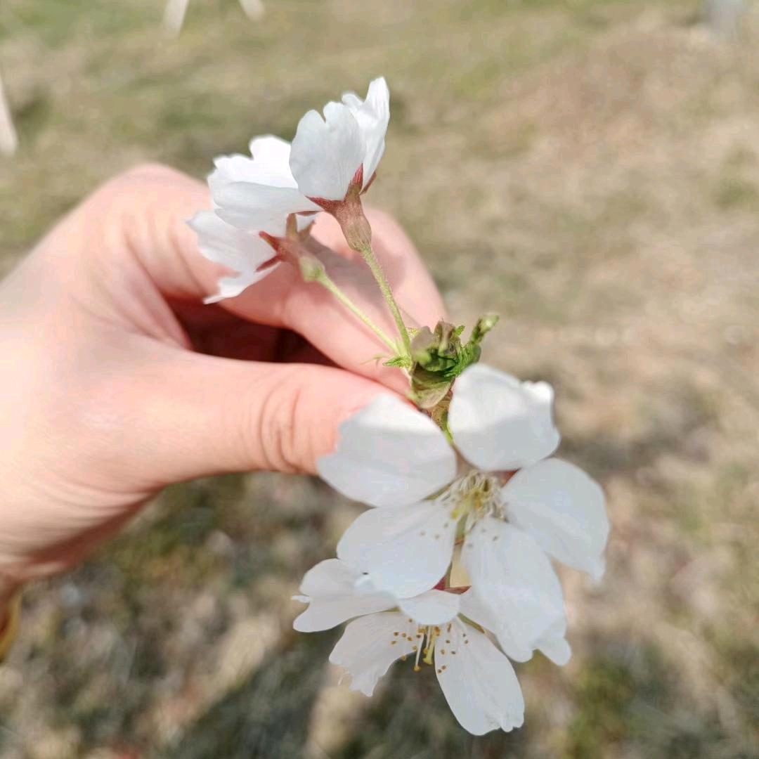 AA耿志玲