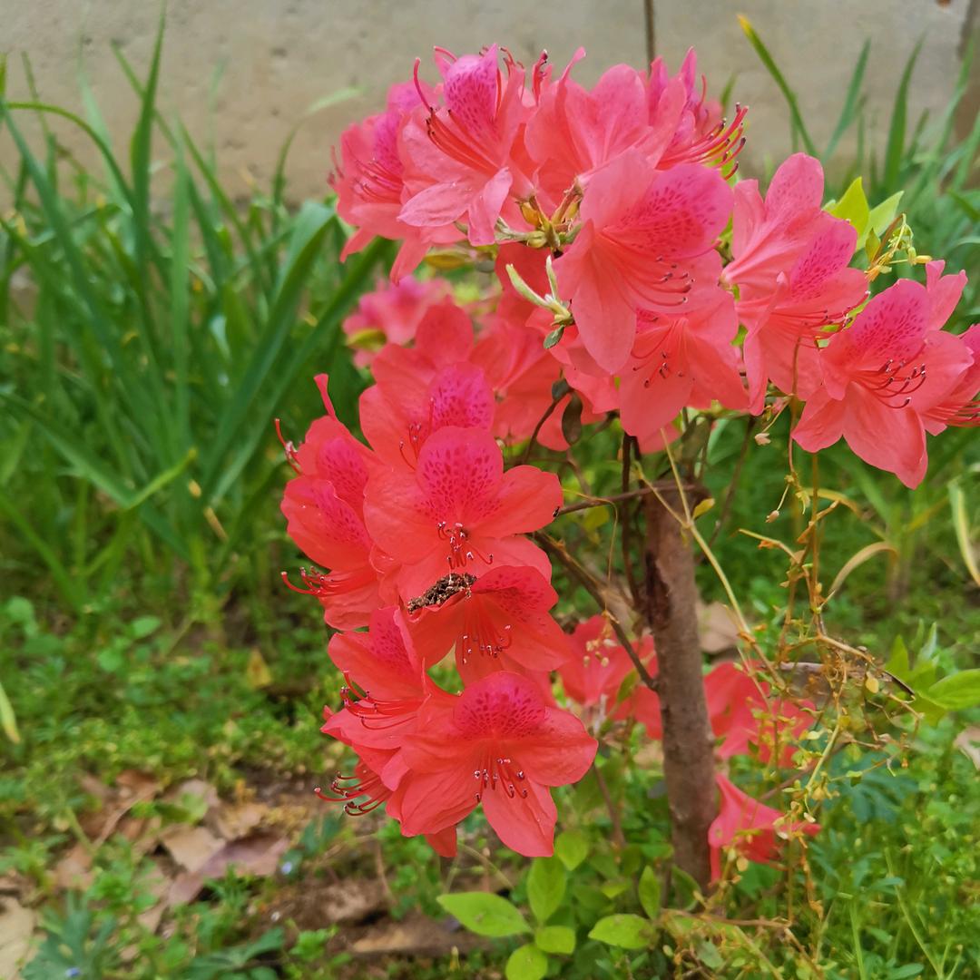 俊哥