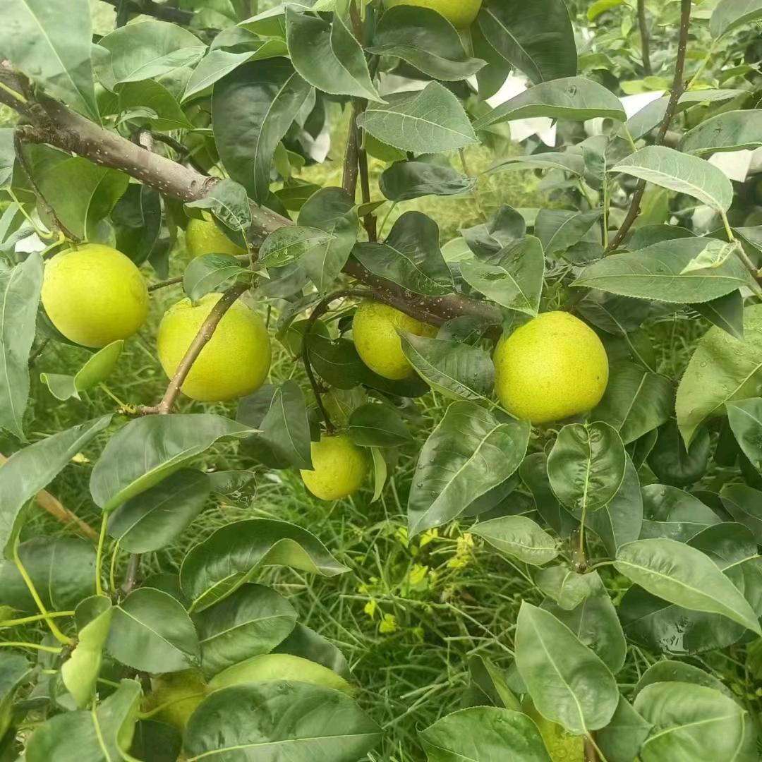 全国蔬菜批发商