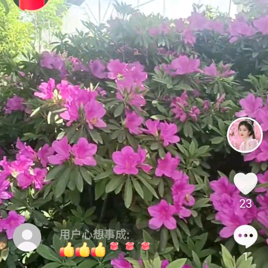 雨中荷花