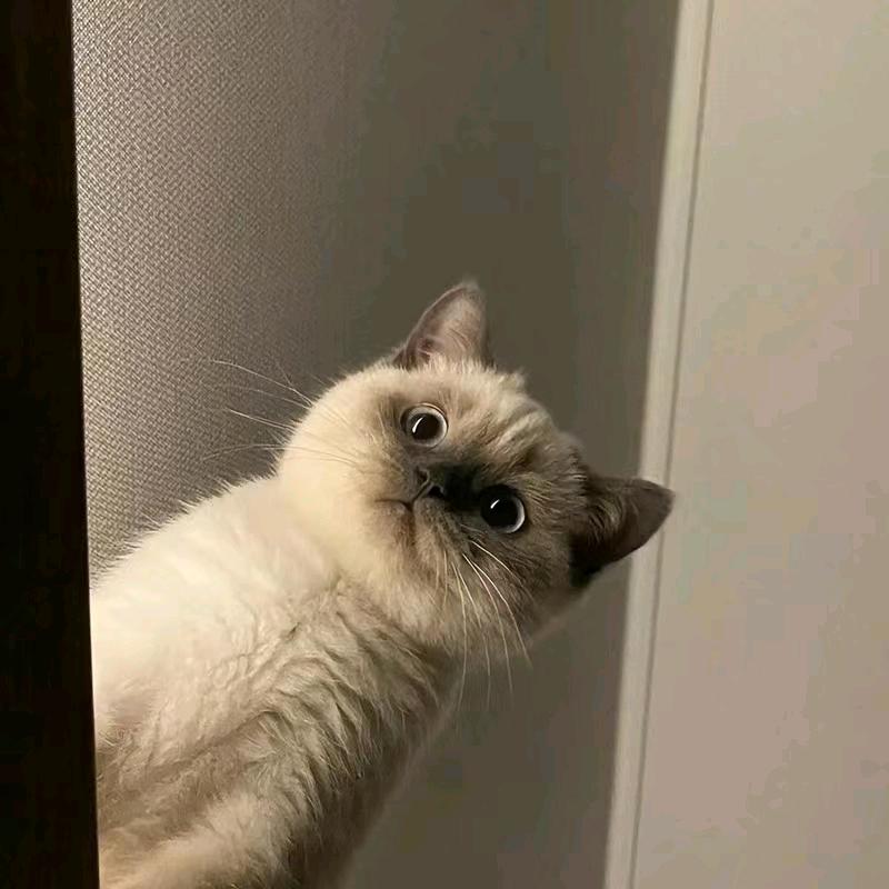 总会消失ｏ.🧸