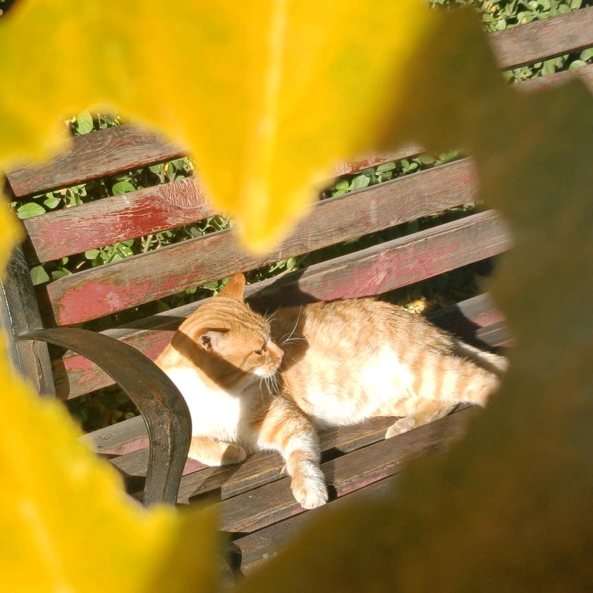 我将要胖成猪了