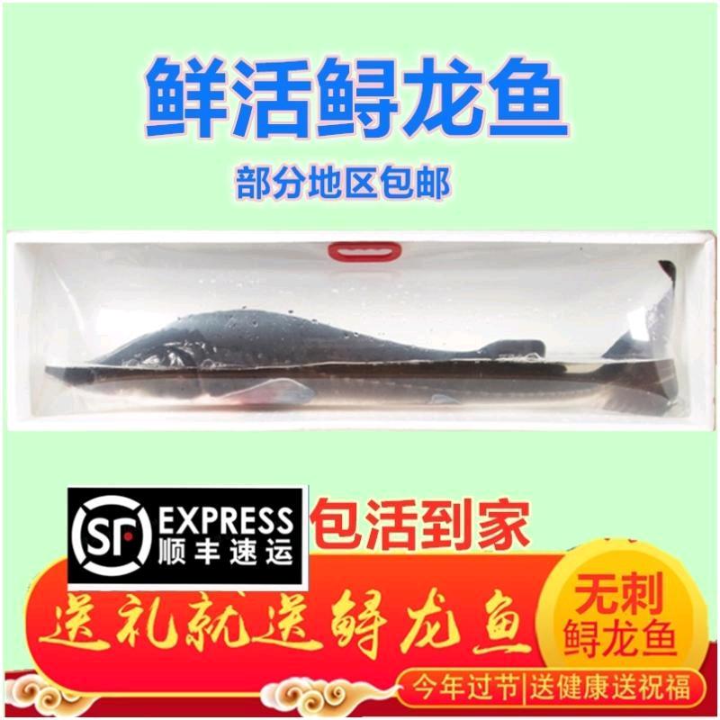 鲟龙鱼鸭嘴鱼养殖场