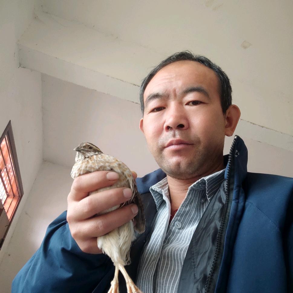 太康保印孵化鹌鹑