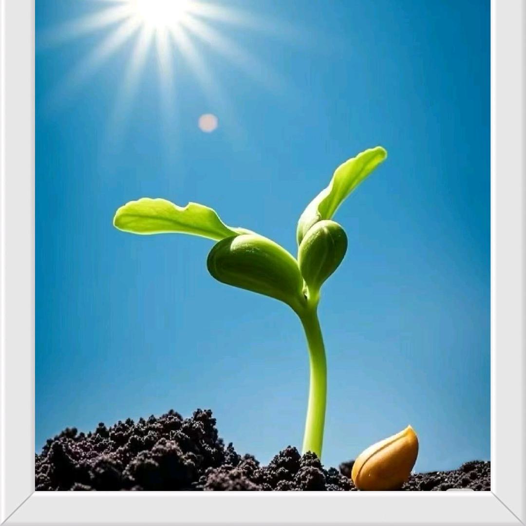 金圃园西红柿专业合作社