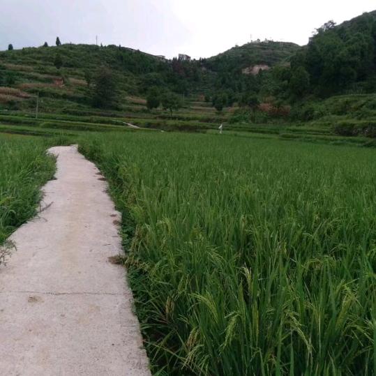 好心情