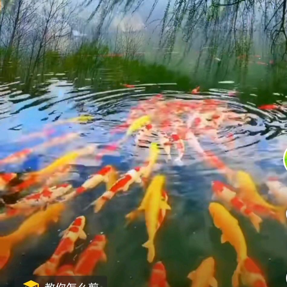 牡丹《拒绝私聊》