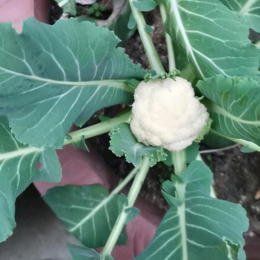 红运当头