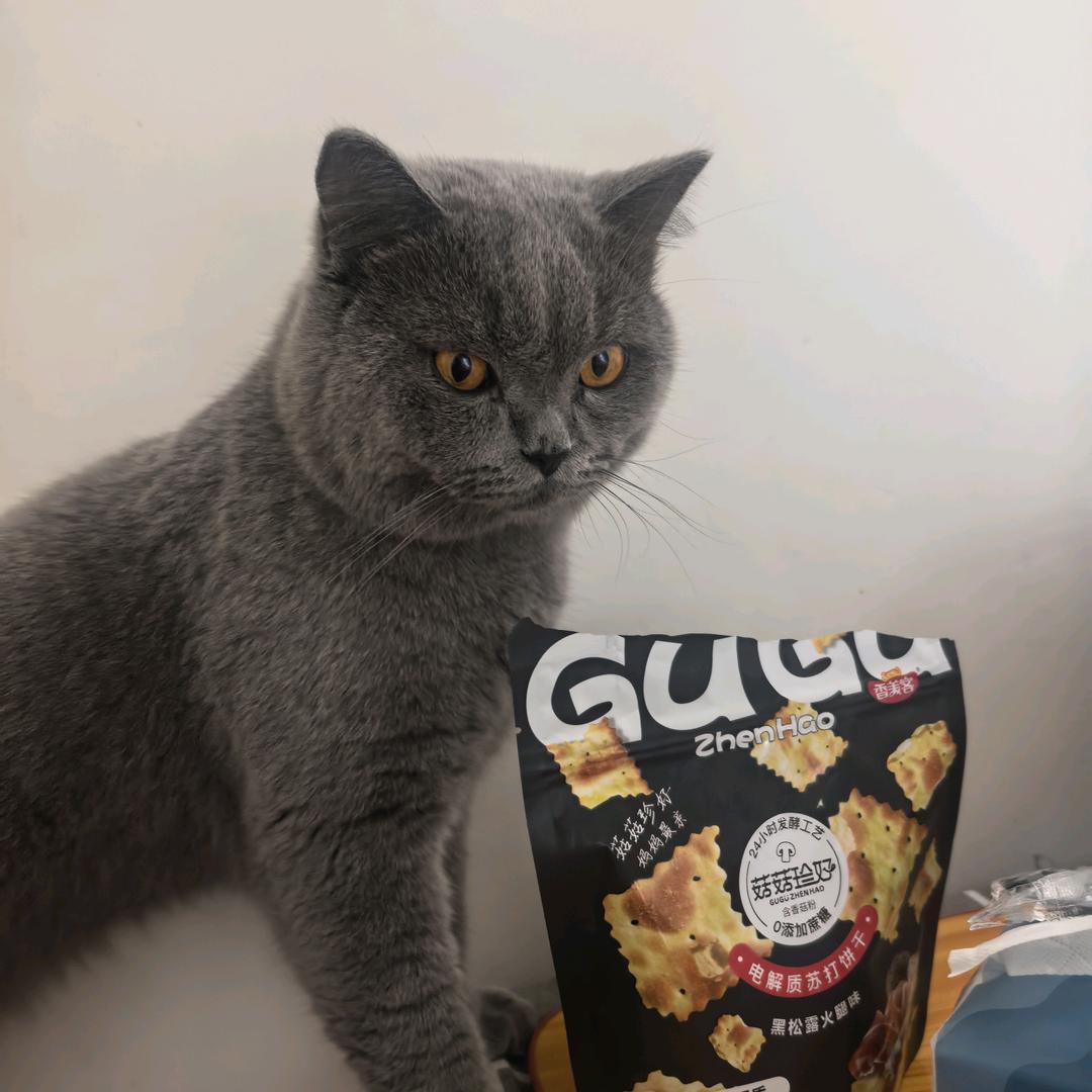 我叫叮当是一只猫