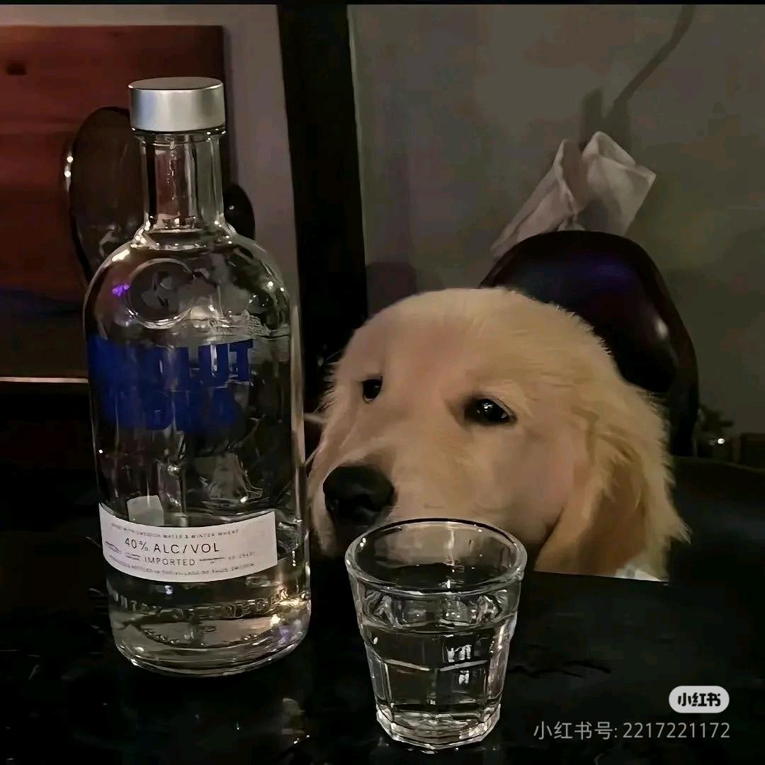 小困神的呆呆魚