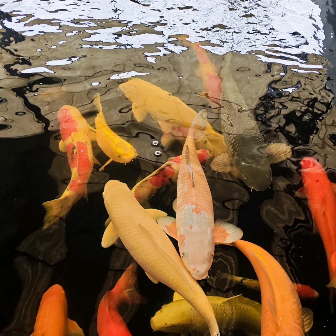 宣汉三墩田坝湾水库垂钓基地