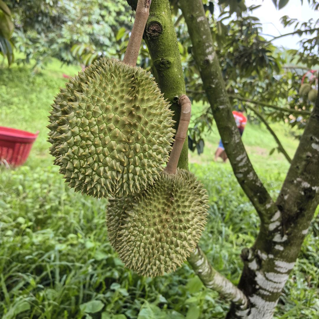 敦复商贸榴莲季节