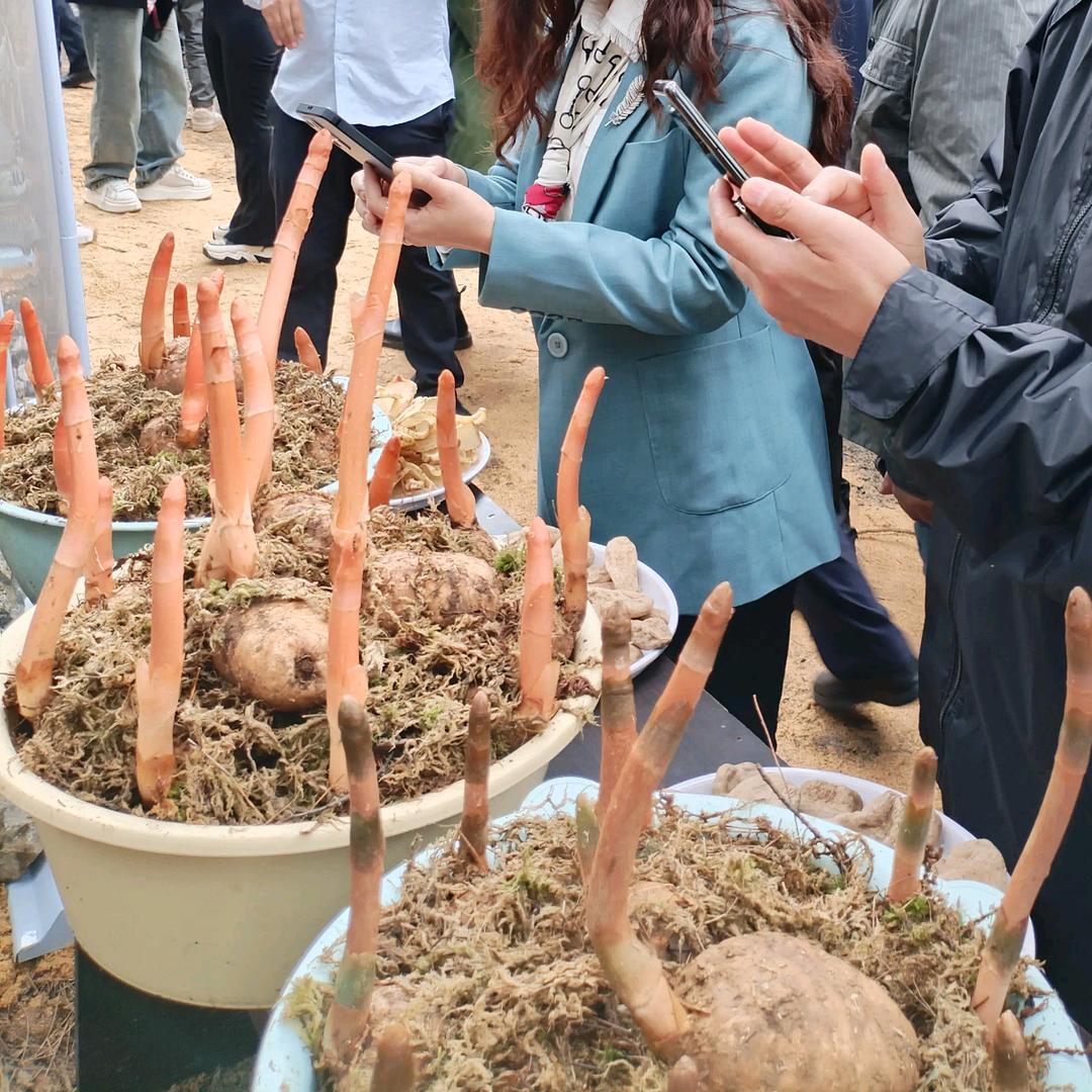 天麻种植收购 刘老师