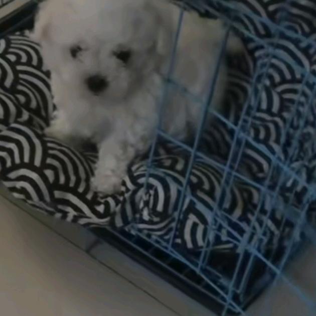 @我家比熊叫旺仔  日常生活