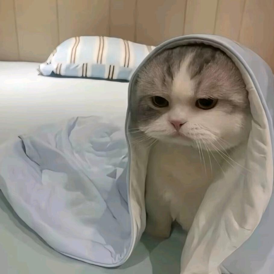 秋天里满天星（i泽i瓜）