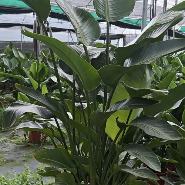 绿植森林