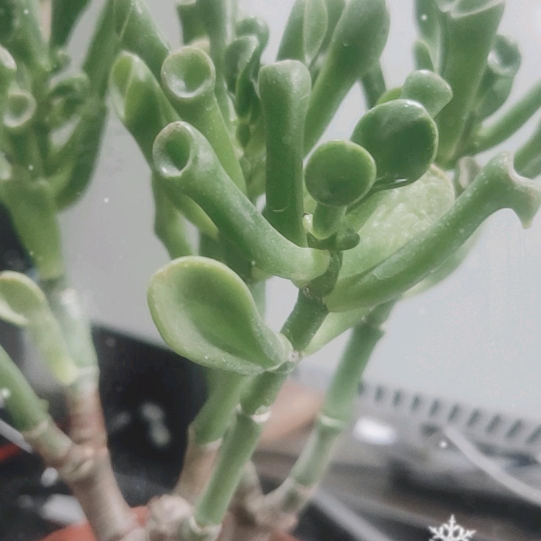 夏天的风风