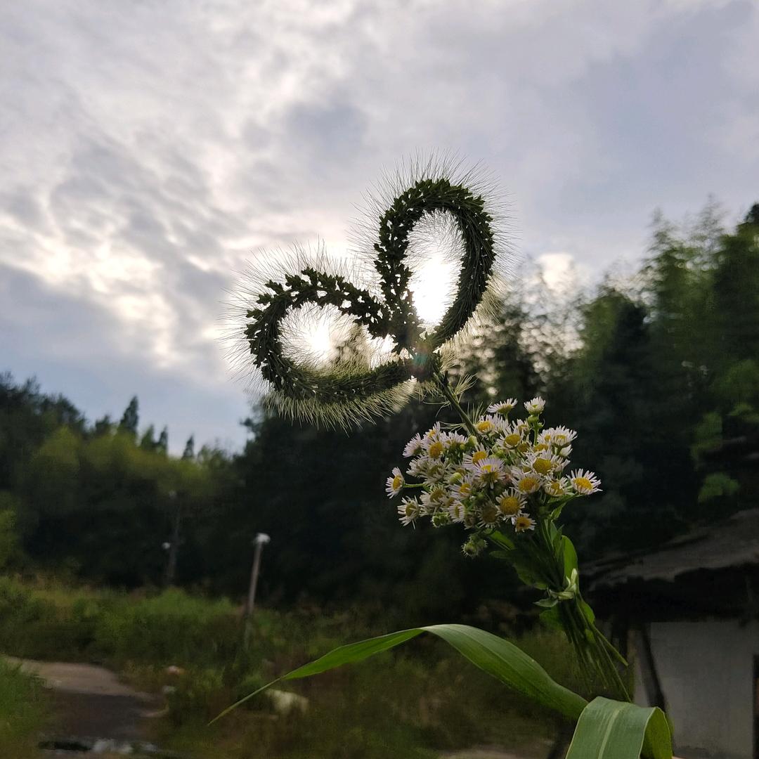 屏南县小杨草药经营部