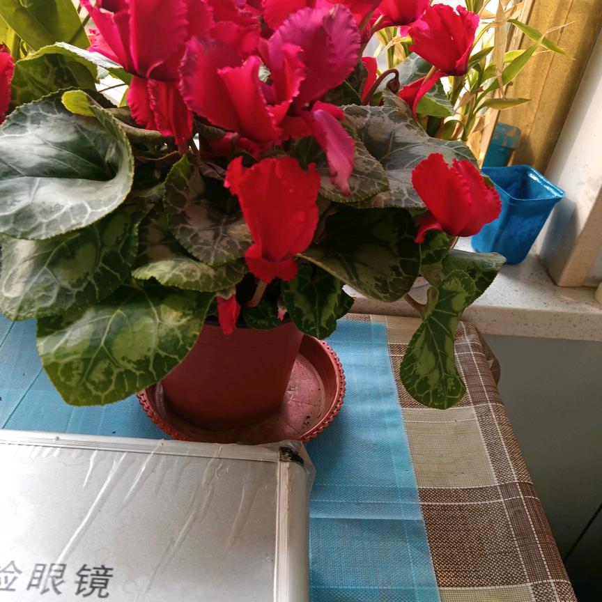 白雪飘