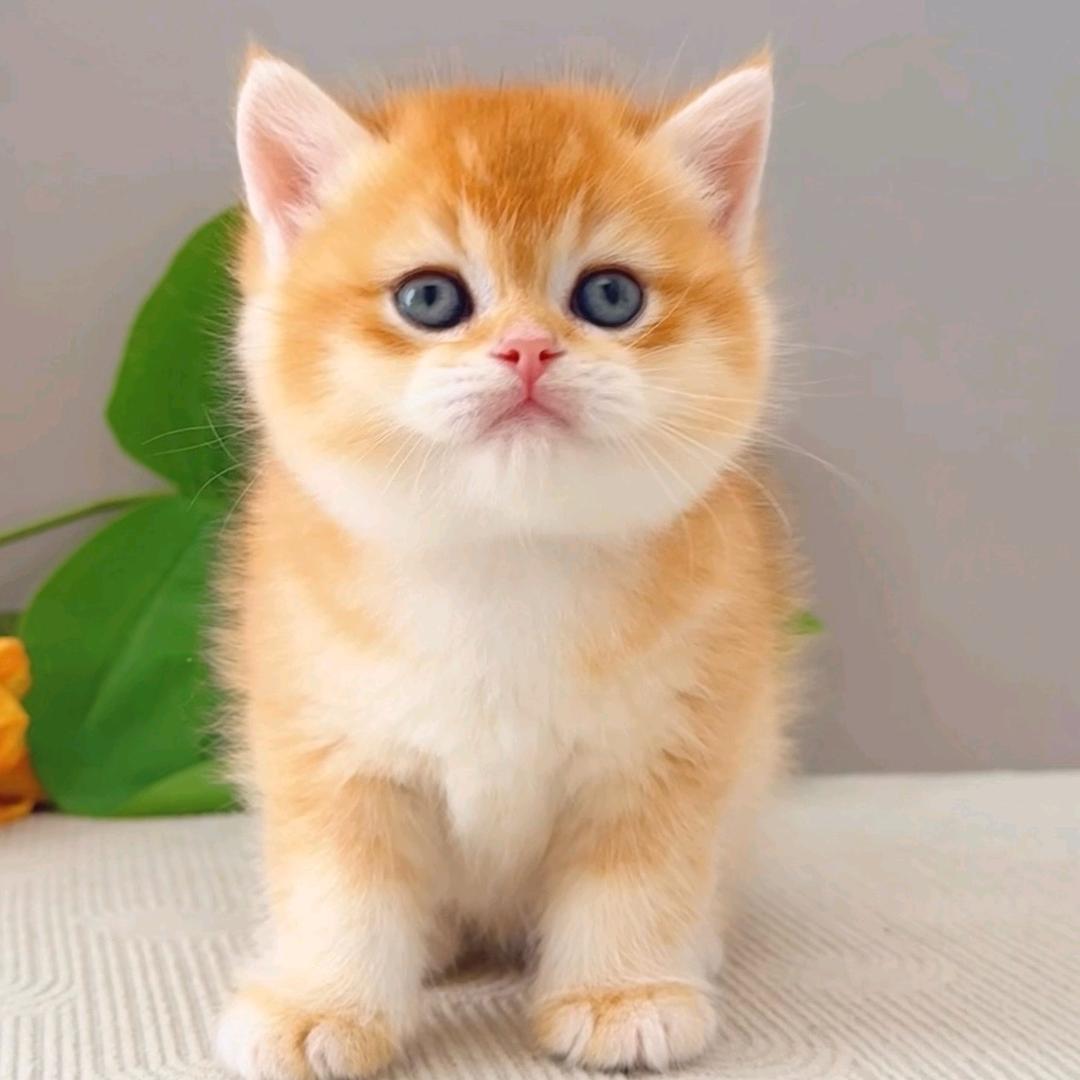 六六和犇犇
