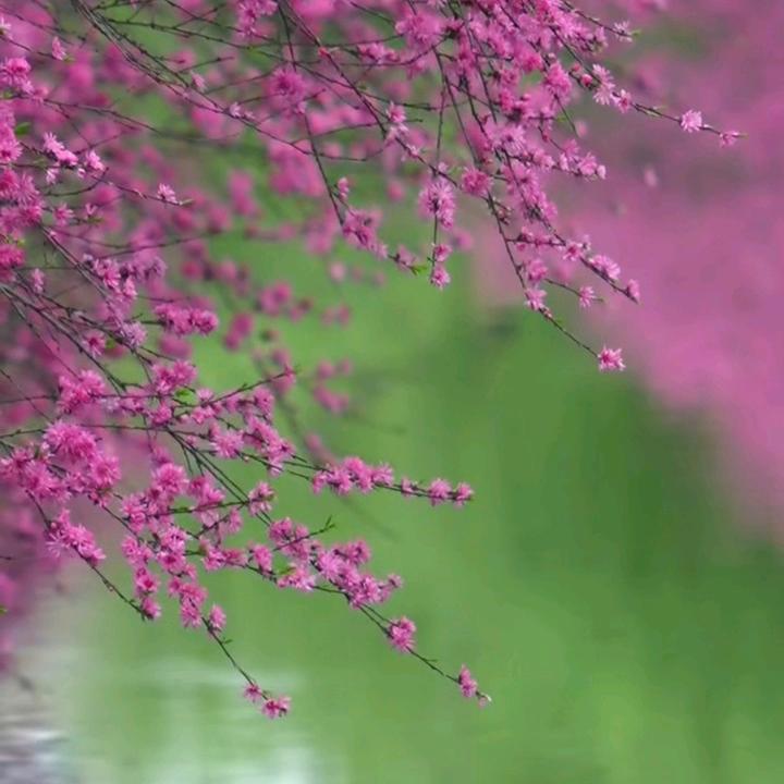 筱倾心