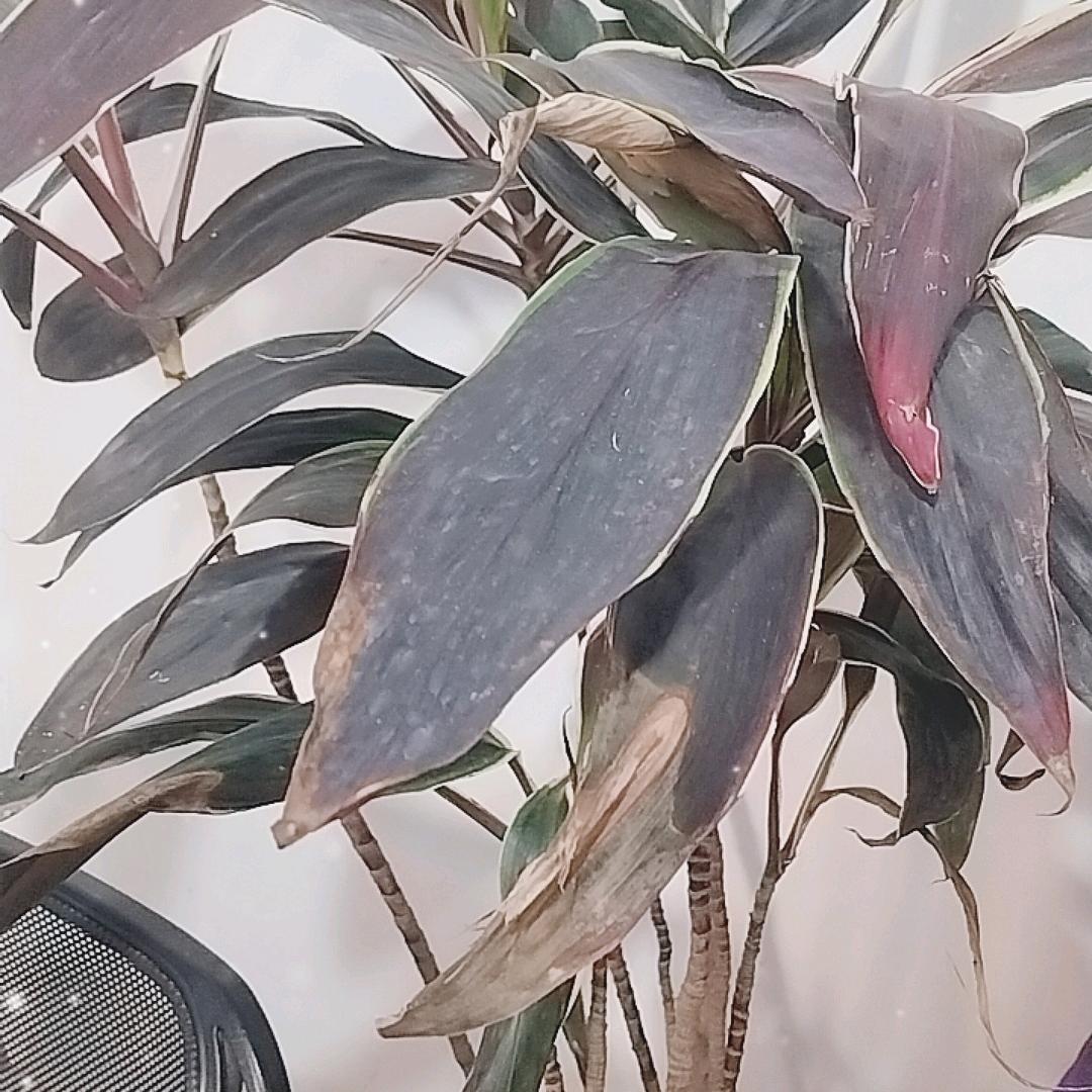 真诚