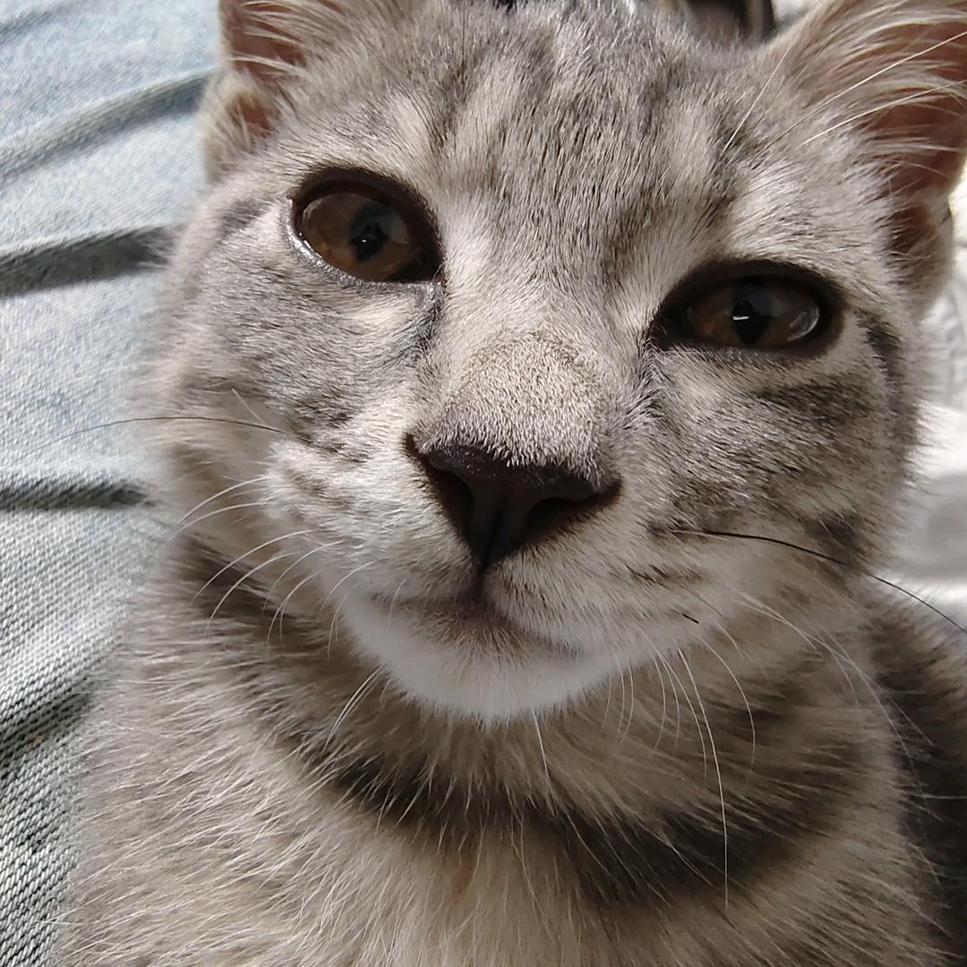 金豆是只🐈