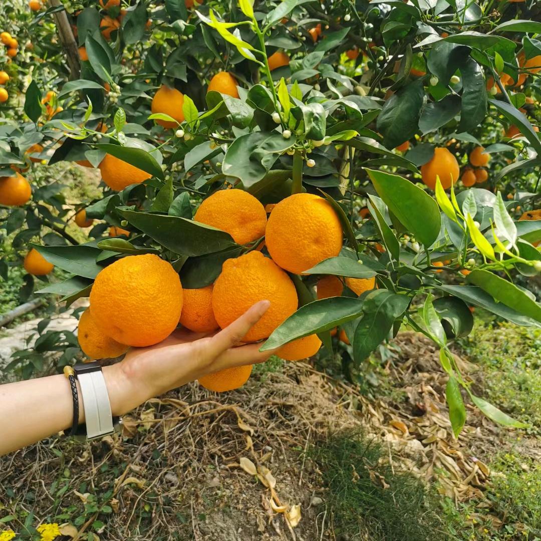 天旺果业