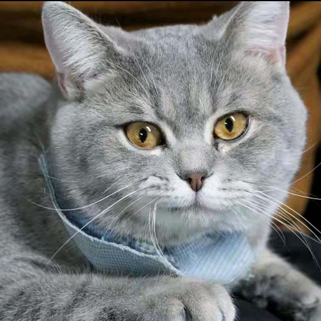 孙先森宠物用品