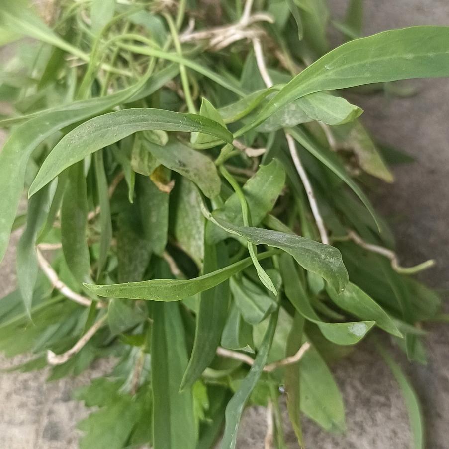 快乐的小番薯