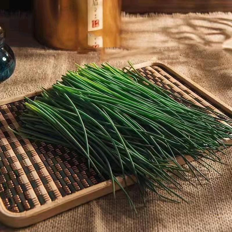 独贵塔拉吉莫沙葱种植基地