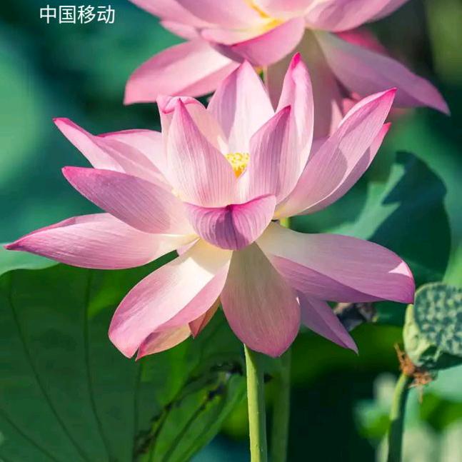 陈