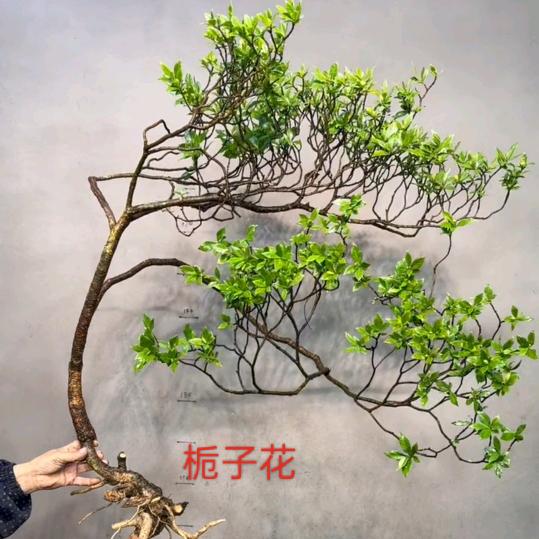莲缘绿植