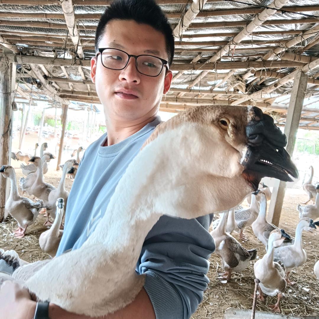 陈先生特大种狮头鹅苗