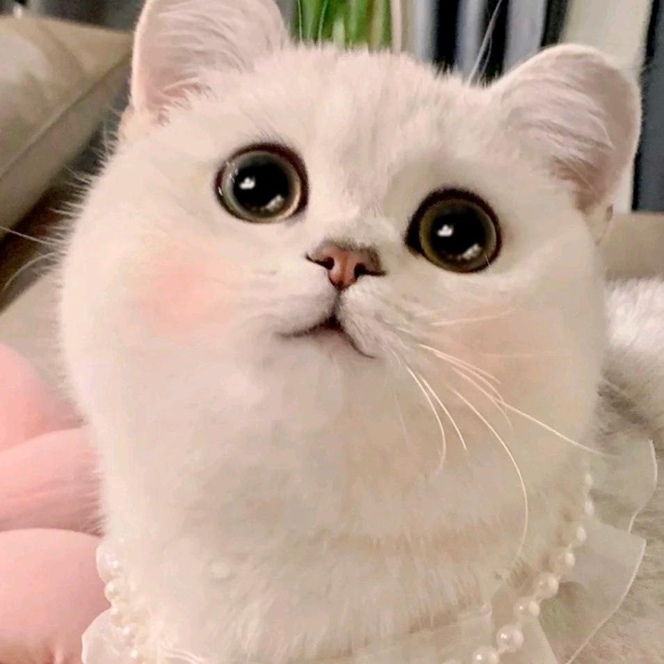 豆豆家DIY潮玩🌻