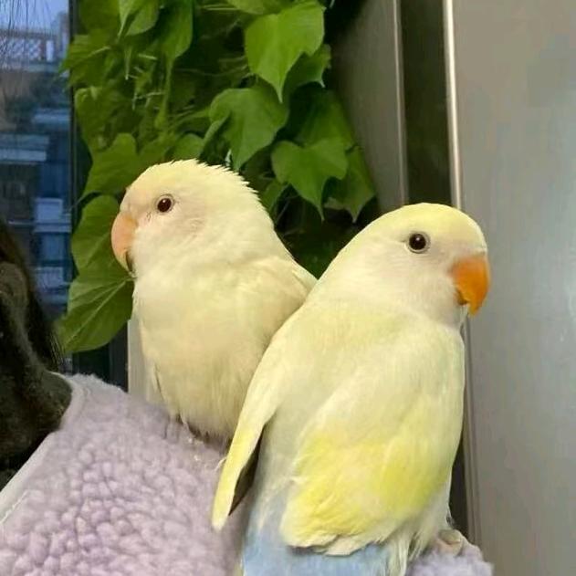 🐔🐔🐔