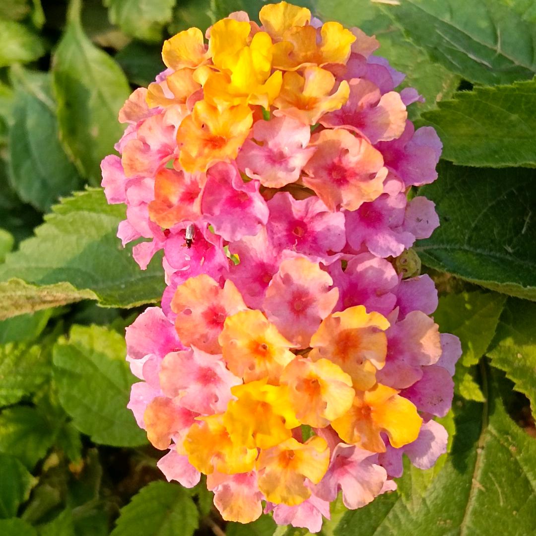 暖暖(｡･ω･｡)