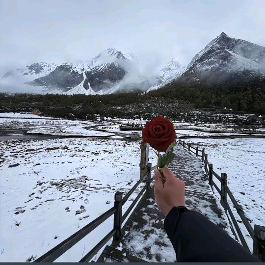 𝓐𝓵𝓵王的偏爱❣️