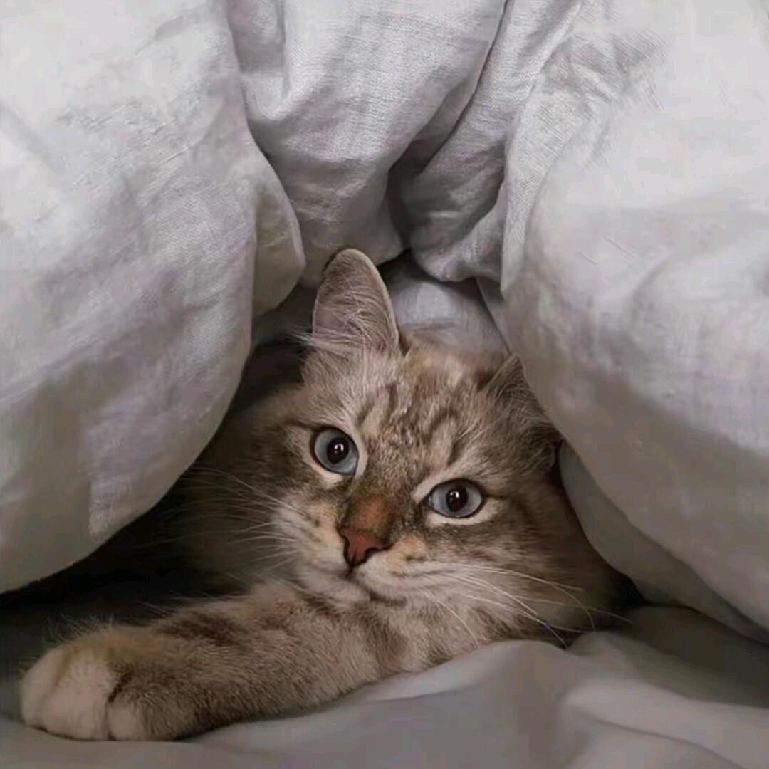 土豆爆炒马铃薯🥔