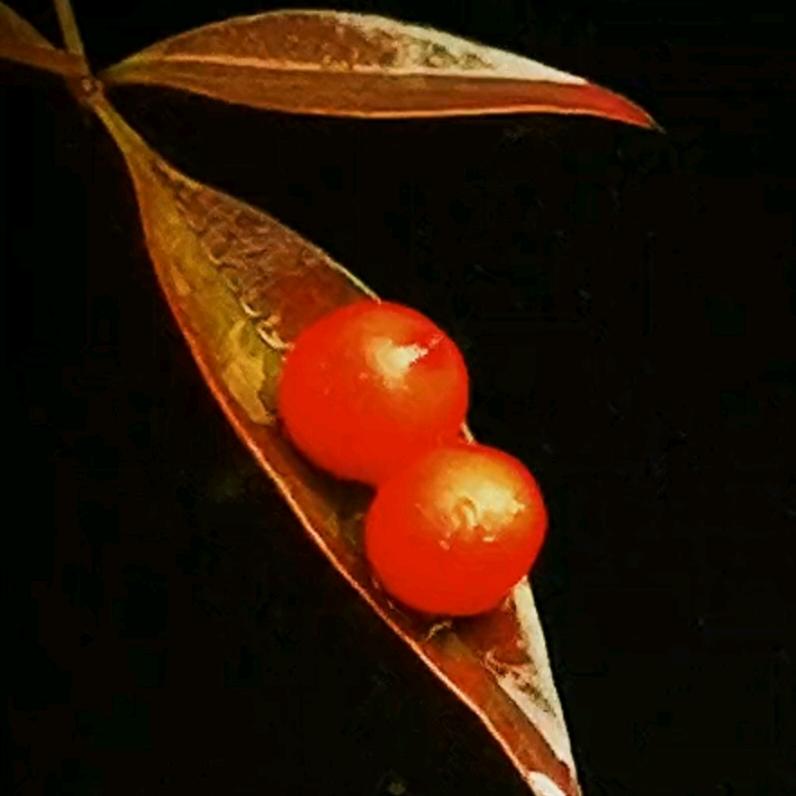 红豆