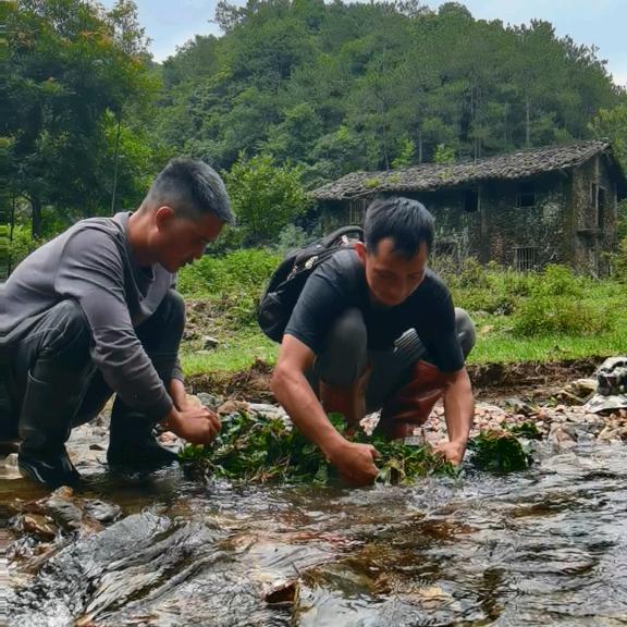风车山虎威采药组
