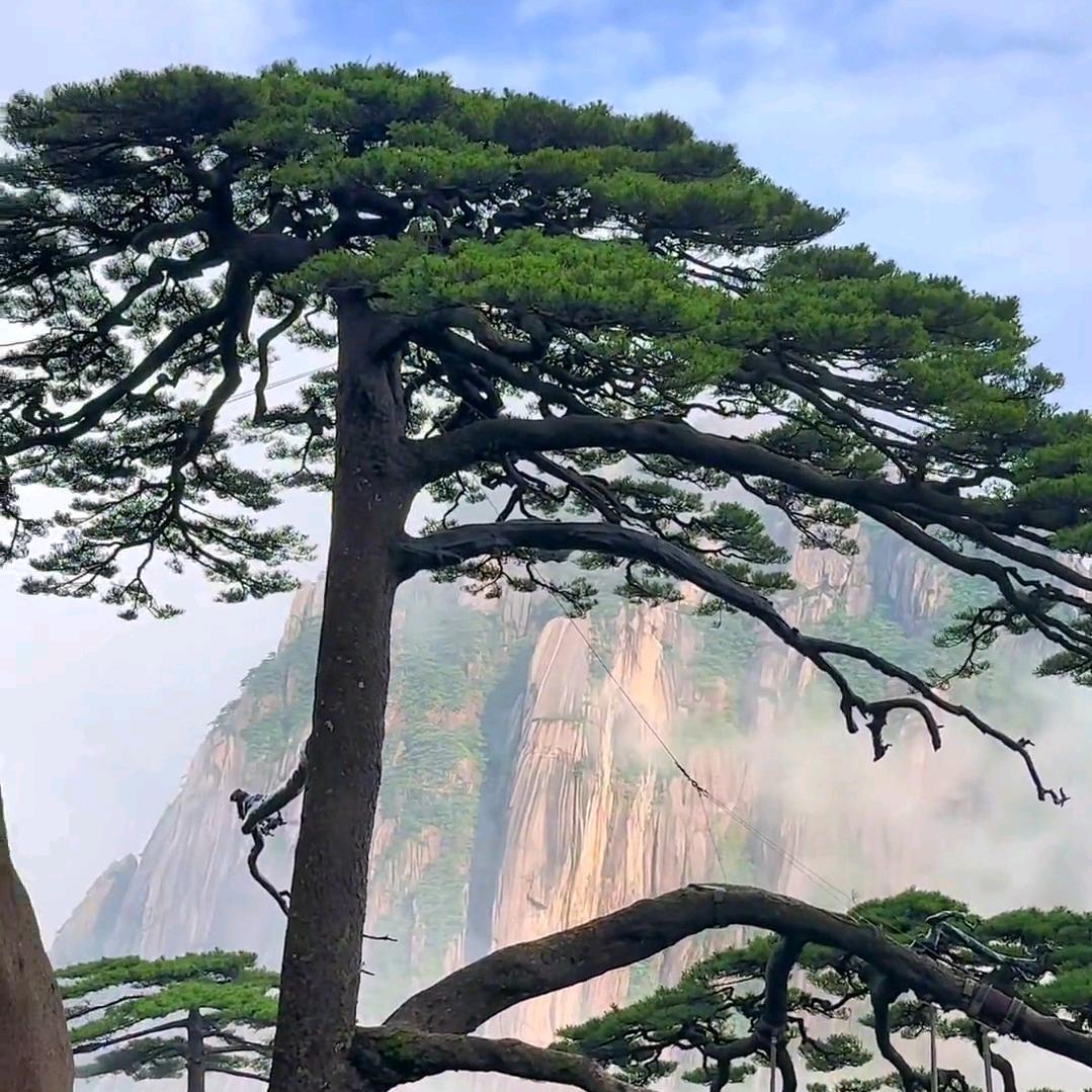 宝爸丫