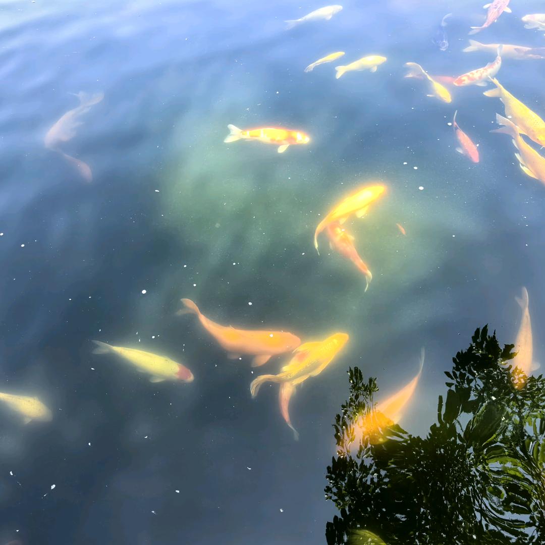 精通法律的讨口子