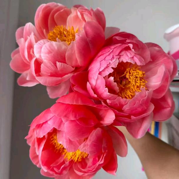 菏泽幸屿花卉基地