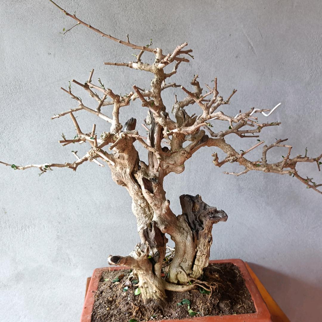 儋州东部