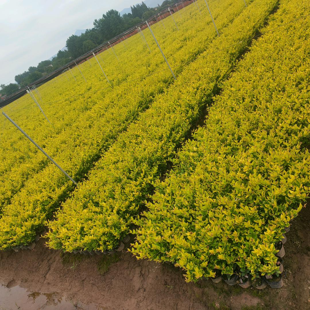 福贵园林铜陵苗木基地直销