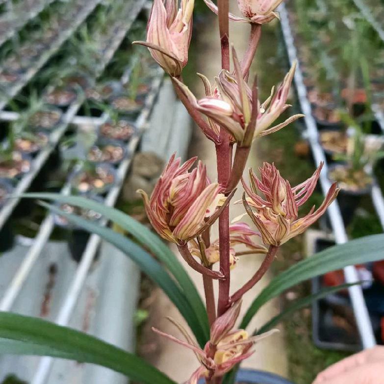 南靖县福承兰花