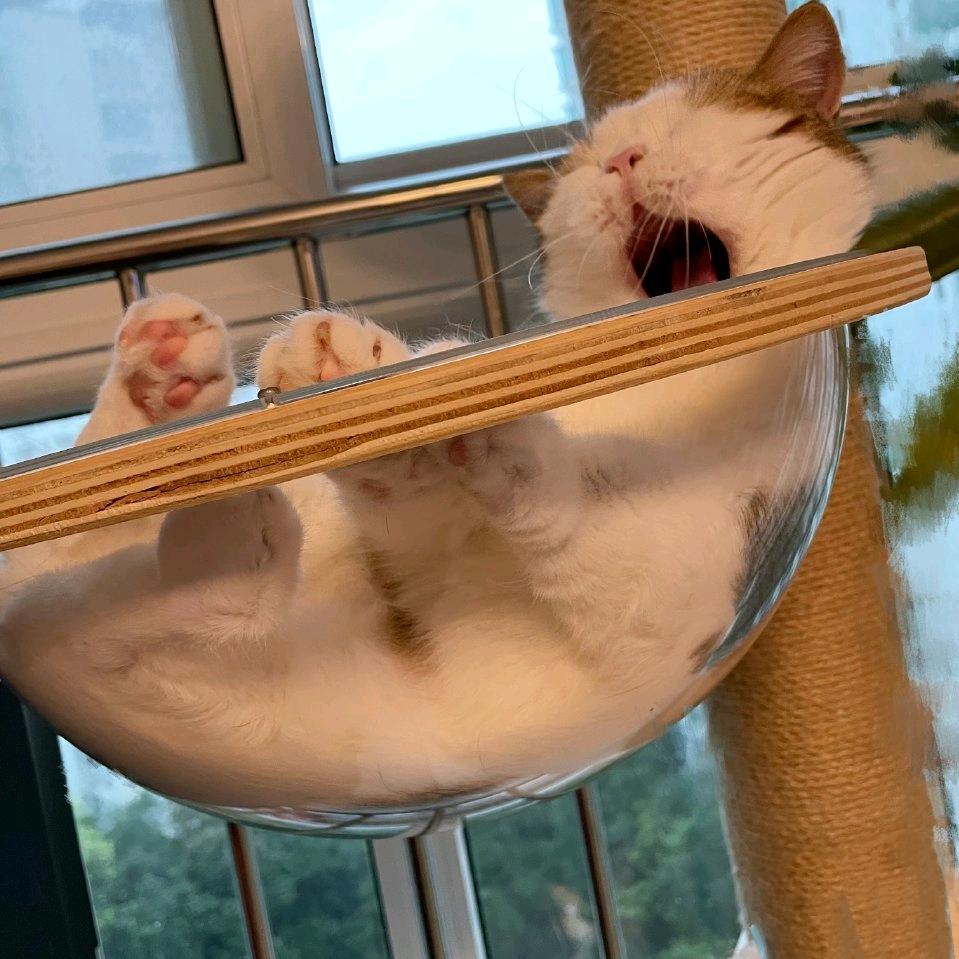 柚柚